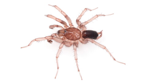 A brown spider with a dark brown abdomen sits on a white background. 