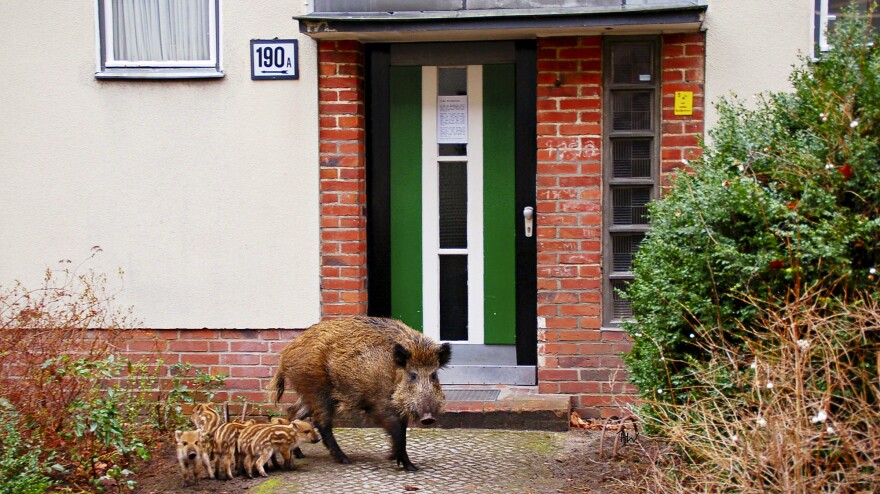 Some 3,000 wild boars are estimated to roam Germany's capital. This 2008 picture provided by the Berlin Forestry Commission shows a sow and her offspring that decided to make their home outside an apartment building. Recently, a wild boar attacked and injured four people in a Berlin neighborhood.
