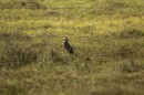 A pair of burrowing owls, including this one, that hitched a ride on a cruise ship bound for Spain was returned to Florida and released at a wildlife management area south of Lake Okeechobee this month.