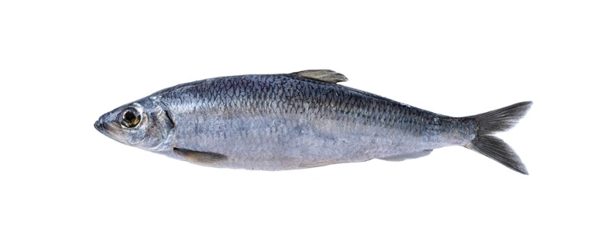 Alaska herring.