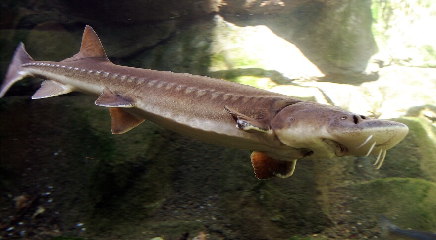 Lake sturgeon