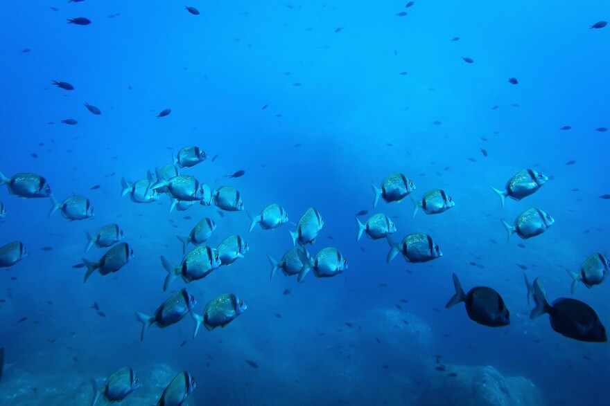 FILE - Common two-banded seabream fish swim in the protected area of France's Porquerolles National Park ahead of the U.N. Ocean Conference on June 6, 2025.