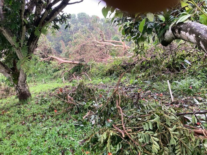 Hurricane Lala toppled trees at the Rancho Aloha farm in Holualoa on Hawaiʻi Island (August 26, 2026).