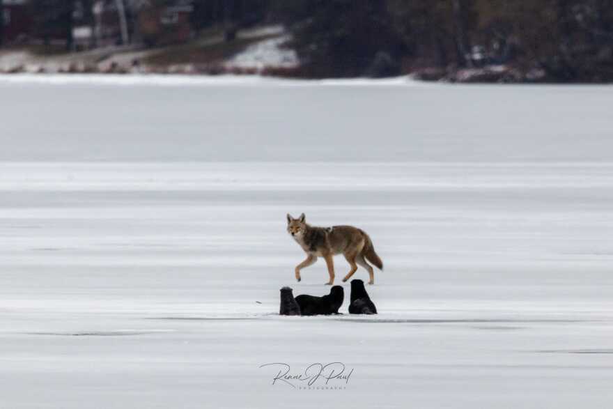 A coyote stares at three river otters on Pokegama Lake near Grand Rapids.