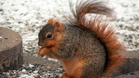 A close-up of a fox squirrel on the ground. 