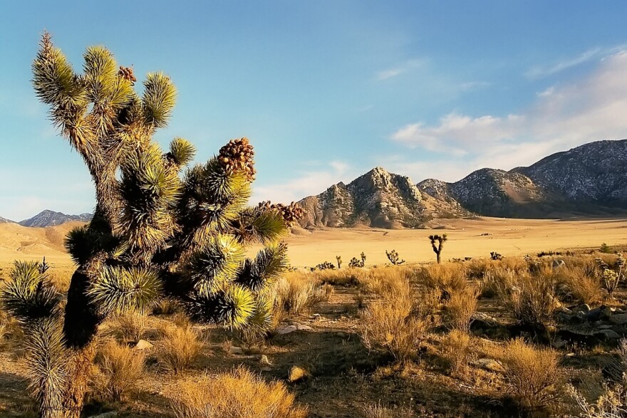 Researchers looked at how birds and mammals respond to heat differently.