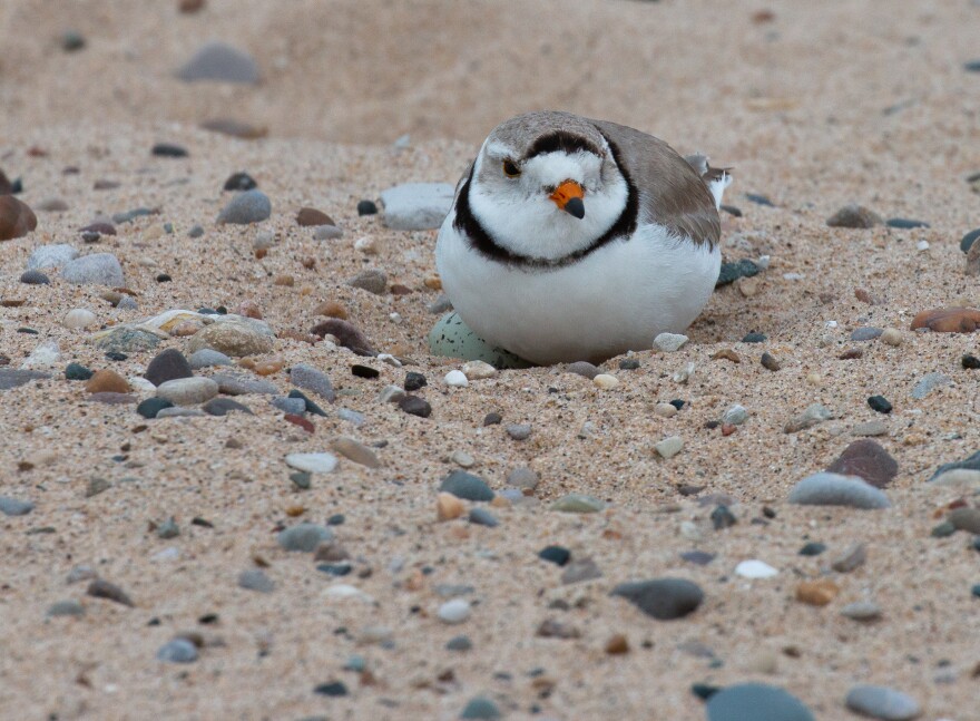 A piping plover sits on its nest in Oscoda.