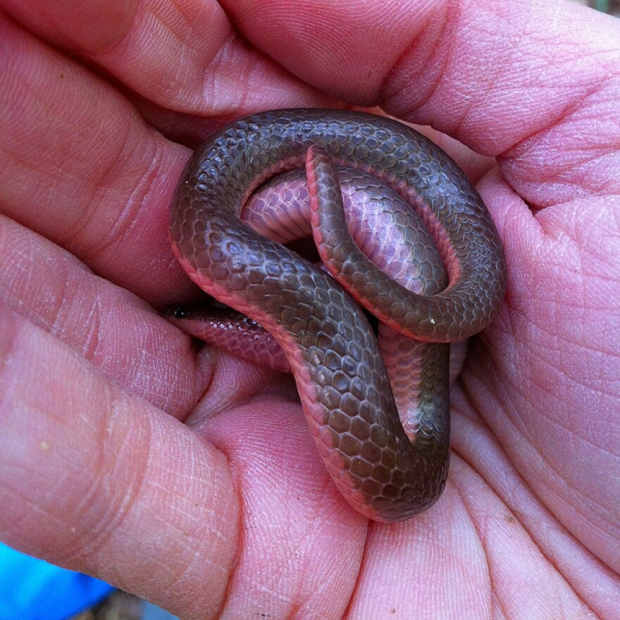 An Eastern worm snake (Carphophis amoenus).