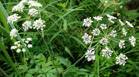 A plant with large white clusters of flowers grows in a green wetland area.