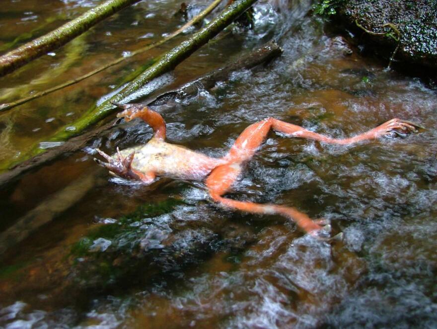 A frog infected with a fungus which has been dubbed the most destructive pathogen ever for biodiversity.