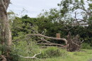 A downed tree that probably fell when Hurricane Lala impacted Hawaiʻi Island earlier in the month is seen along Hawaiʻi Belt Road on Friday, Sept. 25, as residents and visitors brace for Hurricane Nolo.