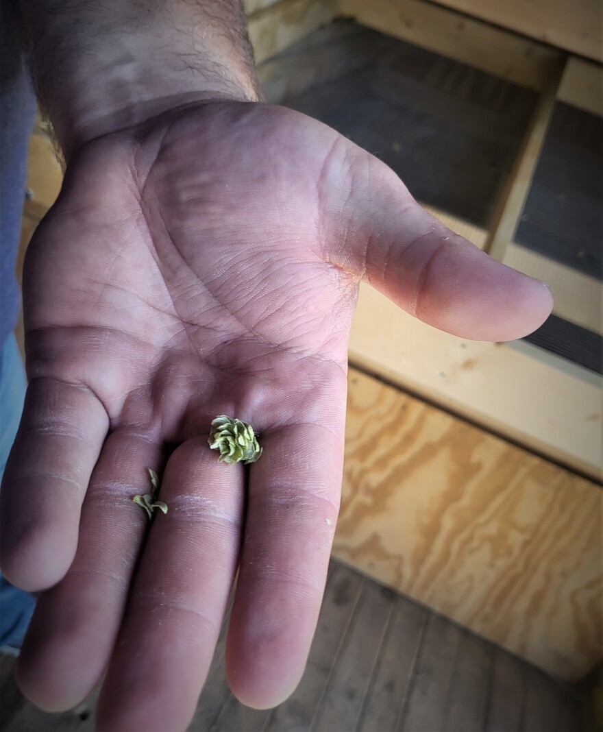 Clay Boyce, owner and grower of Triple XXX Hops holds a ripened hops in his drying and processing facility, an old granary turned shed.