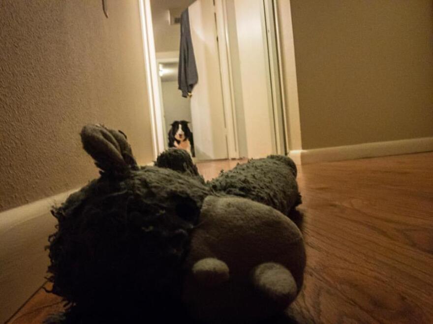 no_matter_how_bad_things_get__i_ve_always_got_my_playful_pup.jpg