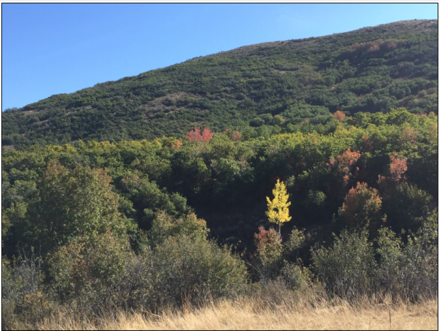 summit_land_conservancy_wright_ranch.png