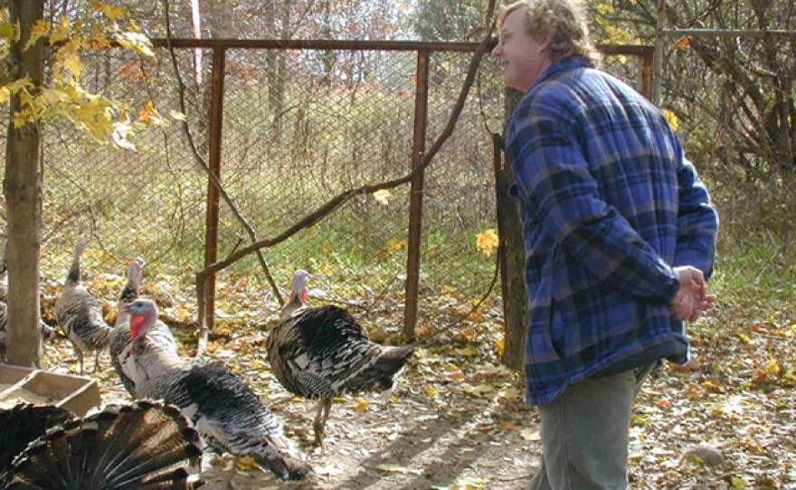 John Harnois gobbles to the turkeys and the turkeys respond in unison.