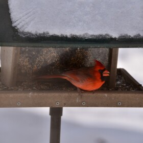 Male Northern Cardinal