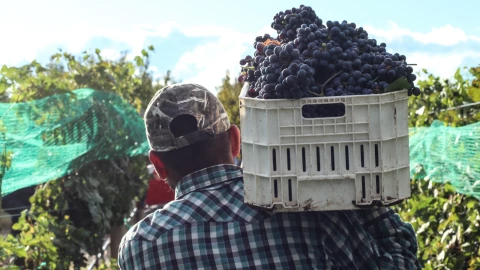 A file photo of H-2A workers on a farm in Colorado that grows peaches, grapes, cherries and pears in 2018.