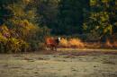 Cow standing in a pasture