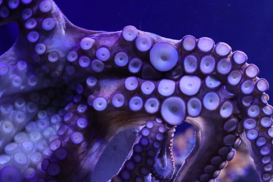 Giant pacific octopus.