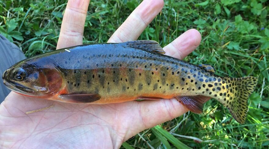 a hand holding a grey and green speckled Utah trout.