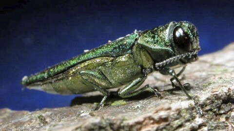 This undated photo provided by the Minnesota Department of Natural Resources shows an adult emerald ash borer. Maine forestry officials gave expanded quarantine zones to try to prevent the spread of three invasive forest pests that pose threats to the state's timber industry. The pests include the emerald ash borer, hemlock woolly adelgid and European larch canker.