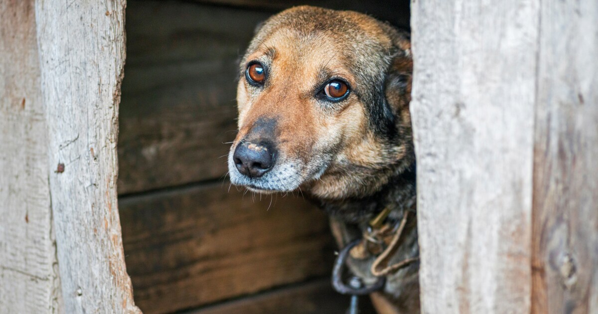 Monroe County legislature considers an animal abuser registry