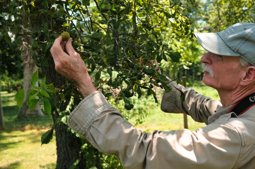 Marty Kemper looks for herbicide drift damage. (credit: Christian Elliott)