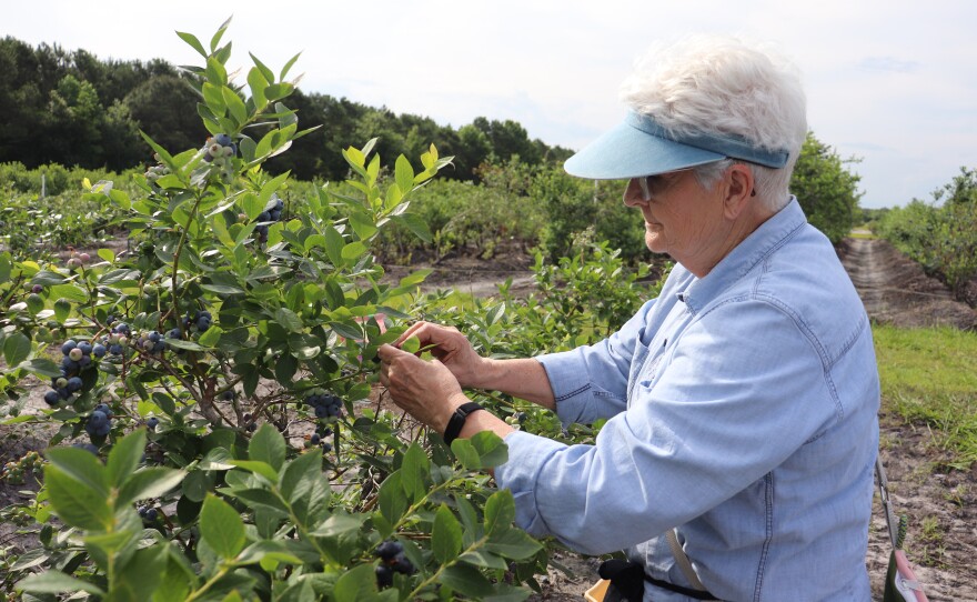 Volunteers and NC State cooperative staff worked together to pick more than 700 pounds of Blueberries on Friday, May 24.