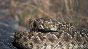 The western diamondback rattlesnake starts looking for a place to hibernate in October and November. If you find a rattler in your home or garage, call animal control or a snake relocation service and then leave the room with any children or pets.