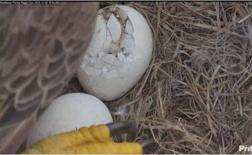 Pips have been seen in both eggs in the North Fort Myers nest of bald eagle mated pair M15 and F23.