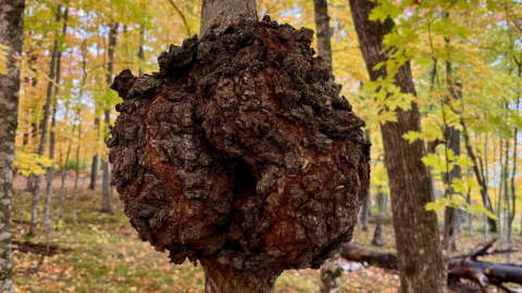 A large burl grows on a maple tree at Long Lake Conservation Center on Oct. 12, 2024.