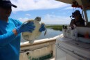 Sea turtle care center manager Melissa Ranly (left) releases the SC Aquarium's 467th sea turtle. Lavender, an endangered green sea turtle, was found off the jetties of Hilton Head Island in May, anemic, dehydrated and emaciated. Aug. 14, 2025.