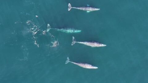 A birds' eye view of four gray whales.