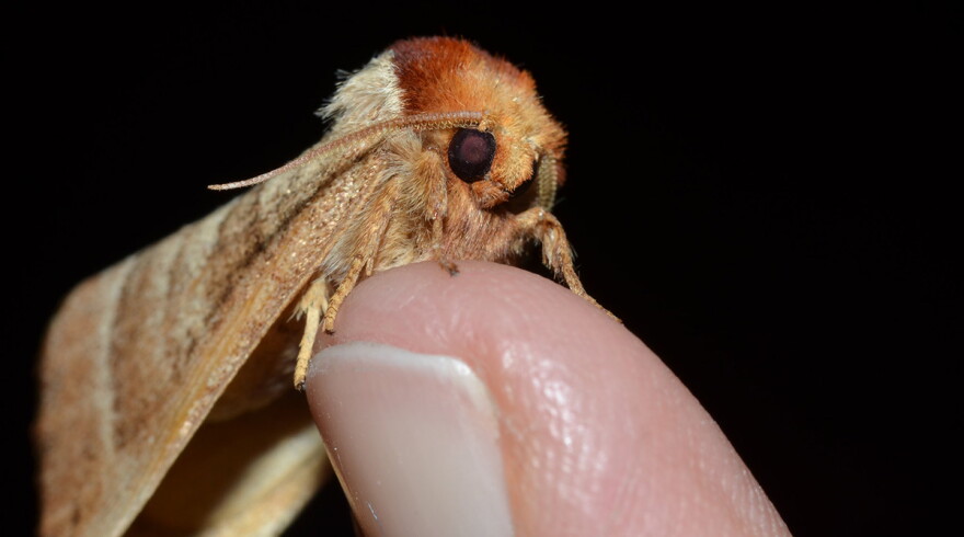 Contracted Datana moth