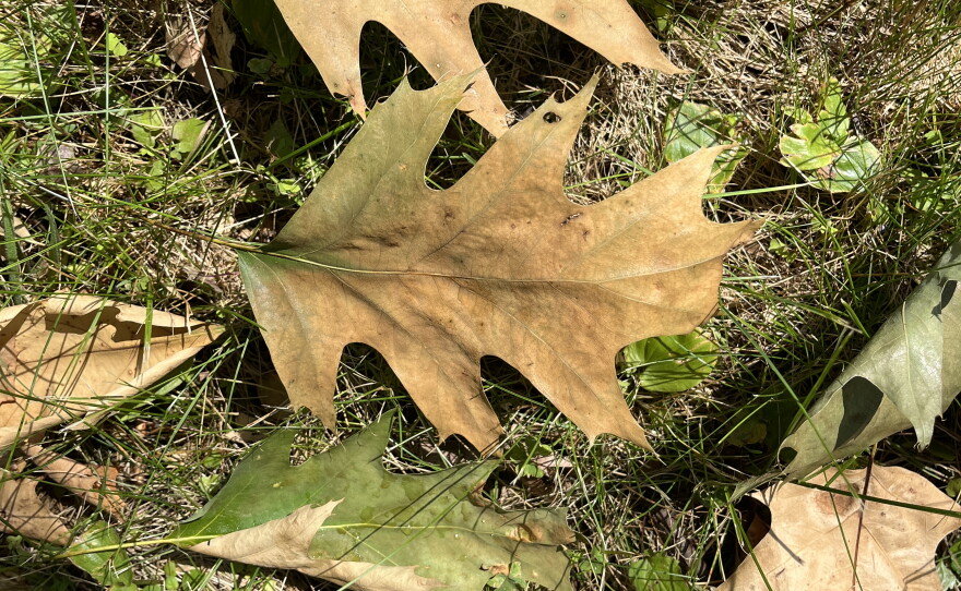 Monroe County's first known case of oak wilt was identified at a home in Greece. This photo, provided by the New York state Department of Environmental Conservation, shows the characteristic symptoms of oak wilt, including browned, wilted leaves. The infected oak tree leaves. The tree was removed to help prevent the spread of the fungal disease.