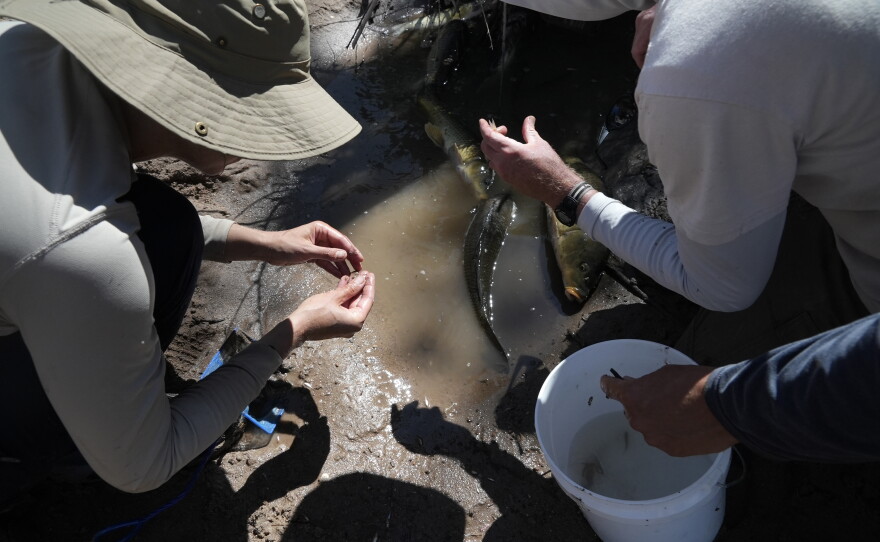 Fish biologists work to rescue the endangered Rio Grande silvery minnow from pools of water in the dry Rio Grande riverbed Tuesday, July 26, 2022, in Albuquerque, N.M. For the first time in four decades, the river went dry and habitat for the endangered silvery minnow — a shimmery, pinky-sized native fish — went with it. (AP Photo/Brittany Peterson)
