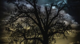 Tree off Arthur Ray Teague Pkwy, Bossier City