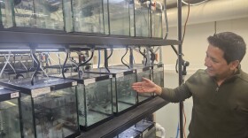 Ramji Bhandari, an associate professor of biological sciences at the University of Missouri, displays medaka fish used in his study