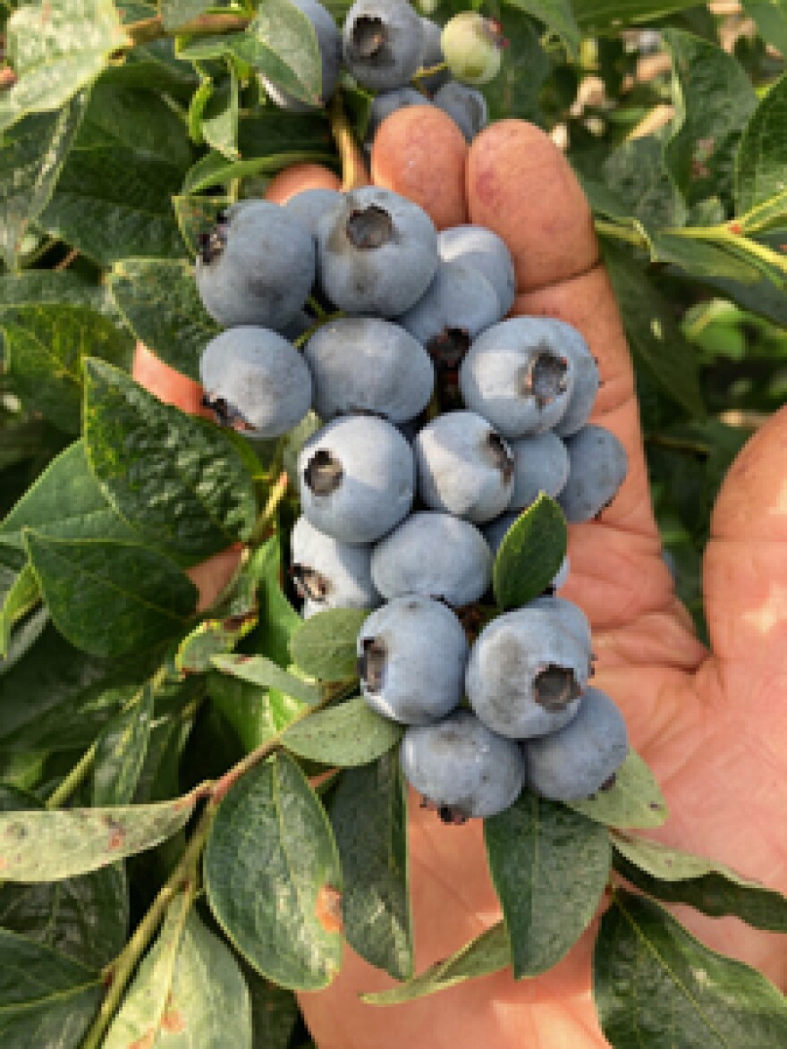 A bunch of Bluegold blueberries from the The Berry Patch