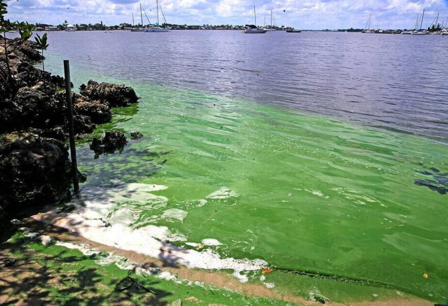 On Monday, Gov. Rick Scott issued a state of emergency for seven counties around Lake Okeechobee, including Martin County where algae blooms can be found along the St. Lucie River including Shepard Park, shown here.