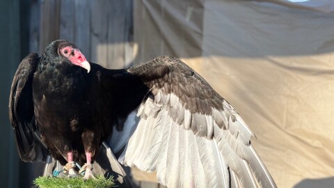 Tito is a turkey vulture who serves as an educational "ambassador" for the North Sky Raptor Sanctuary in northern Michigan. He's also a big hit at the annual Turkey Vulture Trot at Thompsonville's Crystal Mountain. (Photo provided)