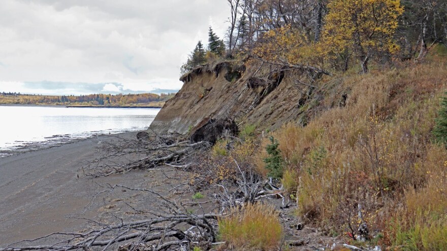 rosion carries trees over the edge of a cliff and into the sea in Dillingham, Alaska, a coastal city about 350 miles west of Anchorage. Grist / Saima Sidik
