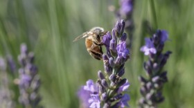 Bees are among the many polinators that visit Lavender Trails. Orrville, Ohio. July 11, 2025.