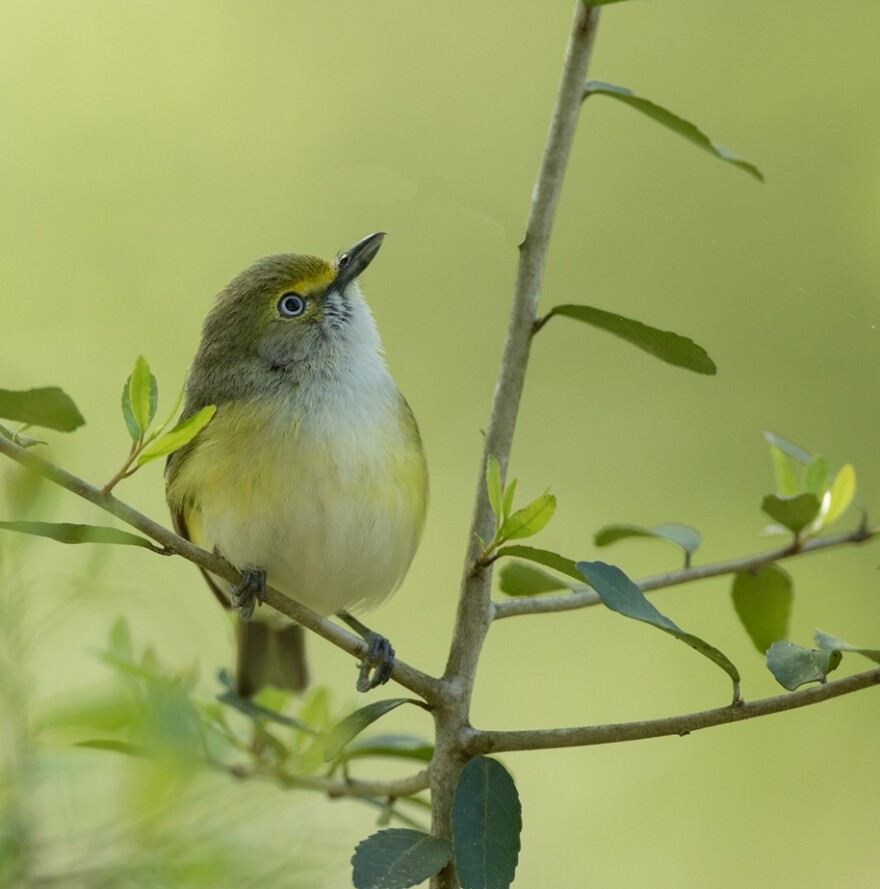 Our Profile Species is the White-eyed Vireo