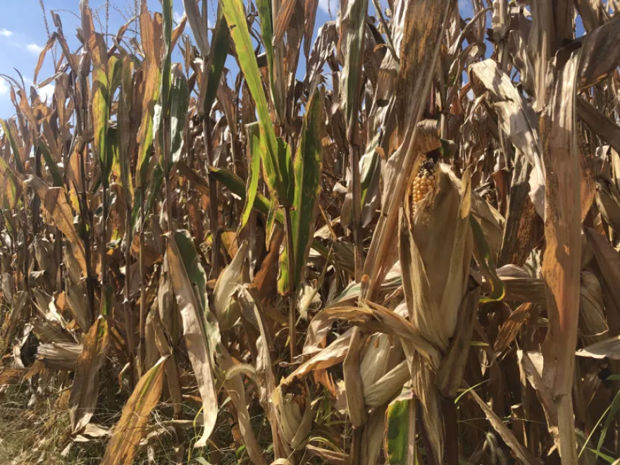 Corn is ready for harvest near Council Bluffs, Iowa. Some fields in Iowa, Missouri and Illinois started out the growing season with too much rain, but drought conditions quickly sapped that moisture.