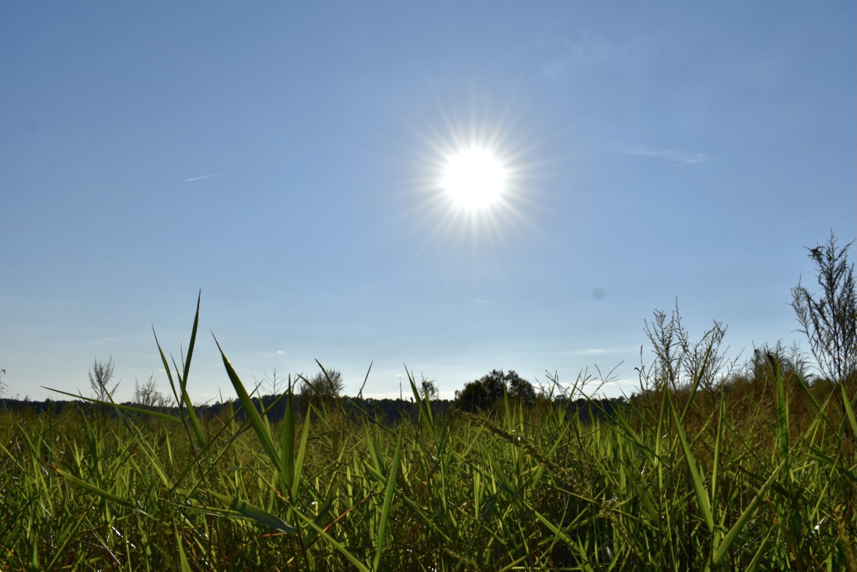 Micanopy Residents Protest The Building Of A Dollar General Near A