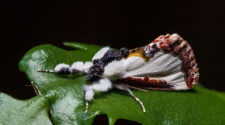 Eudryas brevipennis, Pearly Wood-Nymph.