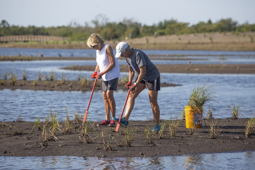 The plants feed small animals which, in turn, feed larger animals such as birds, crabs and fish.