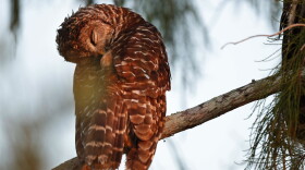 In this Monday, Oct. 21, 2019 photo, a barred owl rests at dawn in Everglades National Park near Flamingo, Fla.