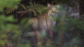 A bobcat watches from the edge of a forest